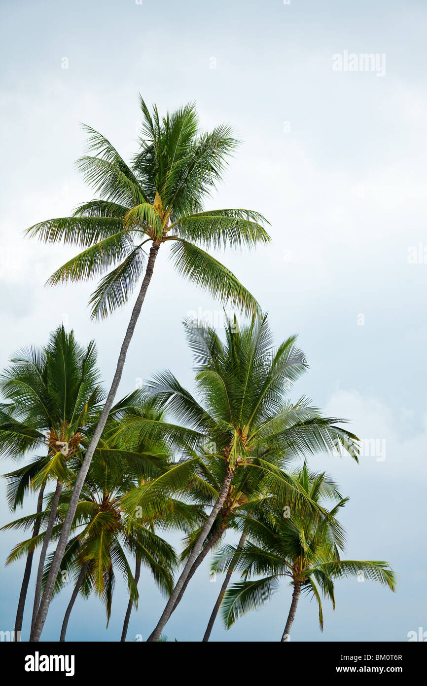 Hawaiian palme colpo dal basso con sky Foto Stock