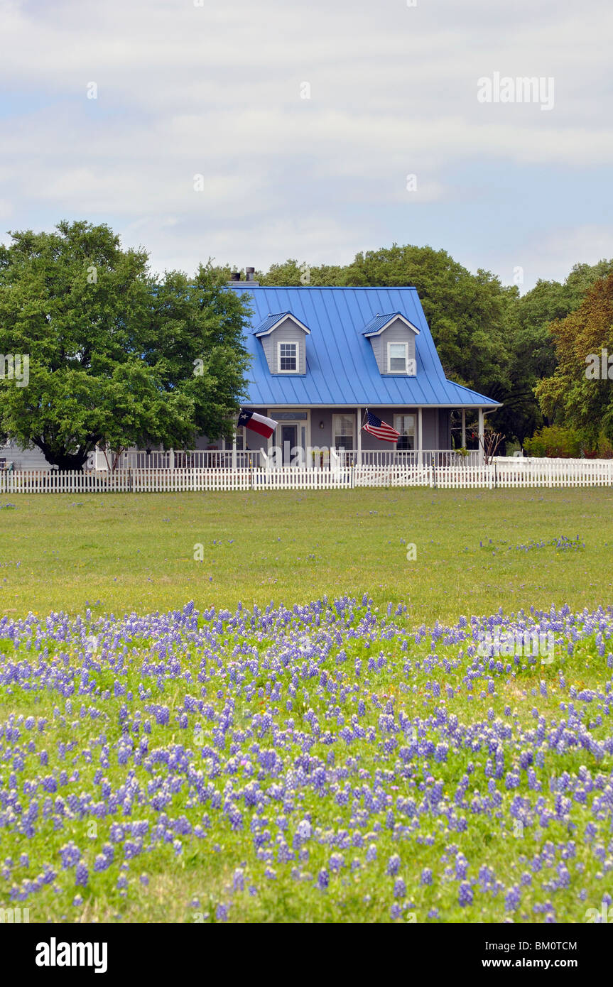 Bluebonnets e un ranch in Texas, USA Foto Stock