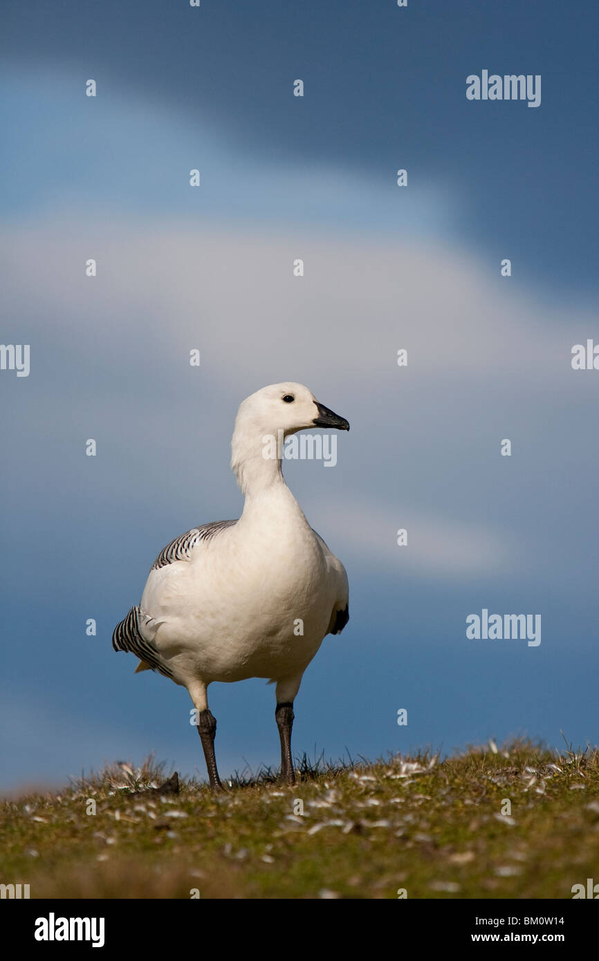 Magellangans, altopiano d'oca, Chloephaga picta leucoptera maschio Foto Stock