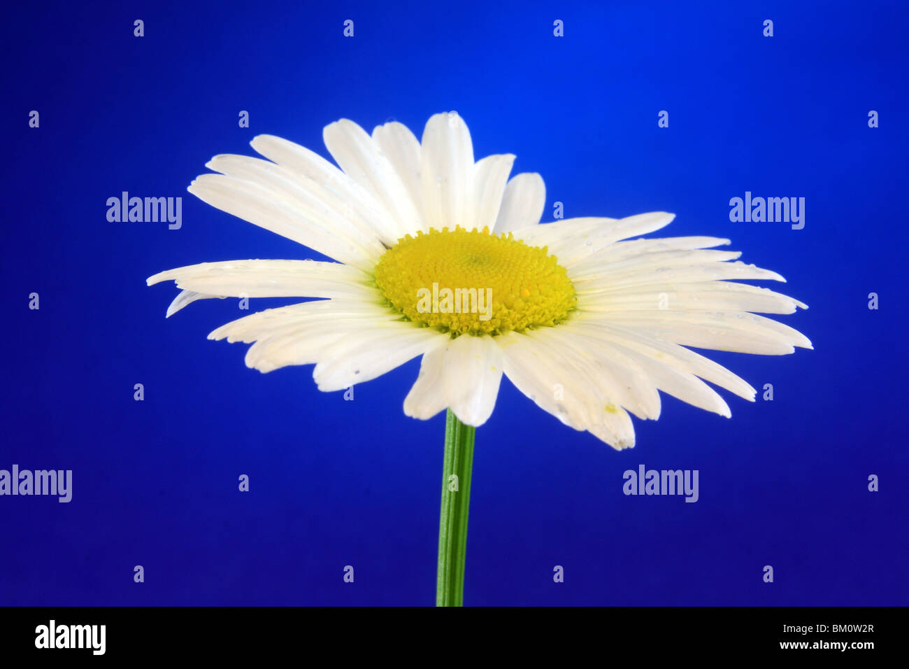 (Leucanthemum ircutianum leucanthemum) fiore giallo bianco singola macro di testa Foto Stock