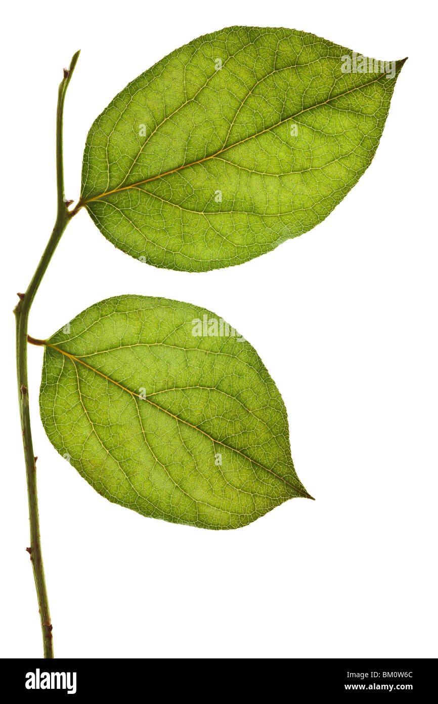 Foglia verde isolato su uno sfondo bianco Foto Stock