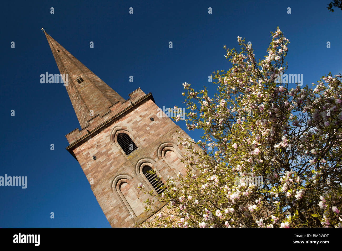 Regno Unito, Herefordshire, Ledbury, St Michaels Chiesa, insolita guglia separato con albero di magnolia in fiore Foto Stock