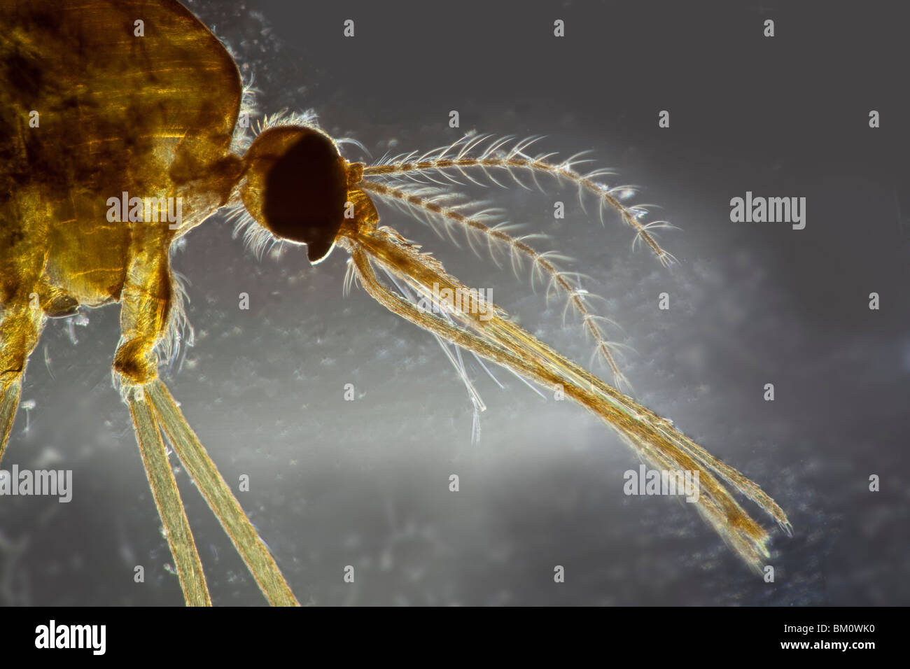 La zanzara anofele sp. mosquito fotomicrografia di testa ed un apparato boccale Foto Stock