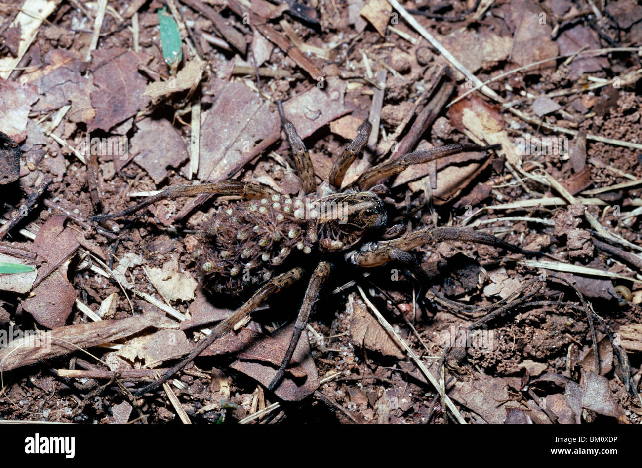 Wolf spider (Lycosa gulosa: Lycosidae) portando la sua covata di neonati intorno sul retro del suo addome, S. Carolina, STATI UNITI D'AMERICA Foto Stock