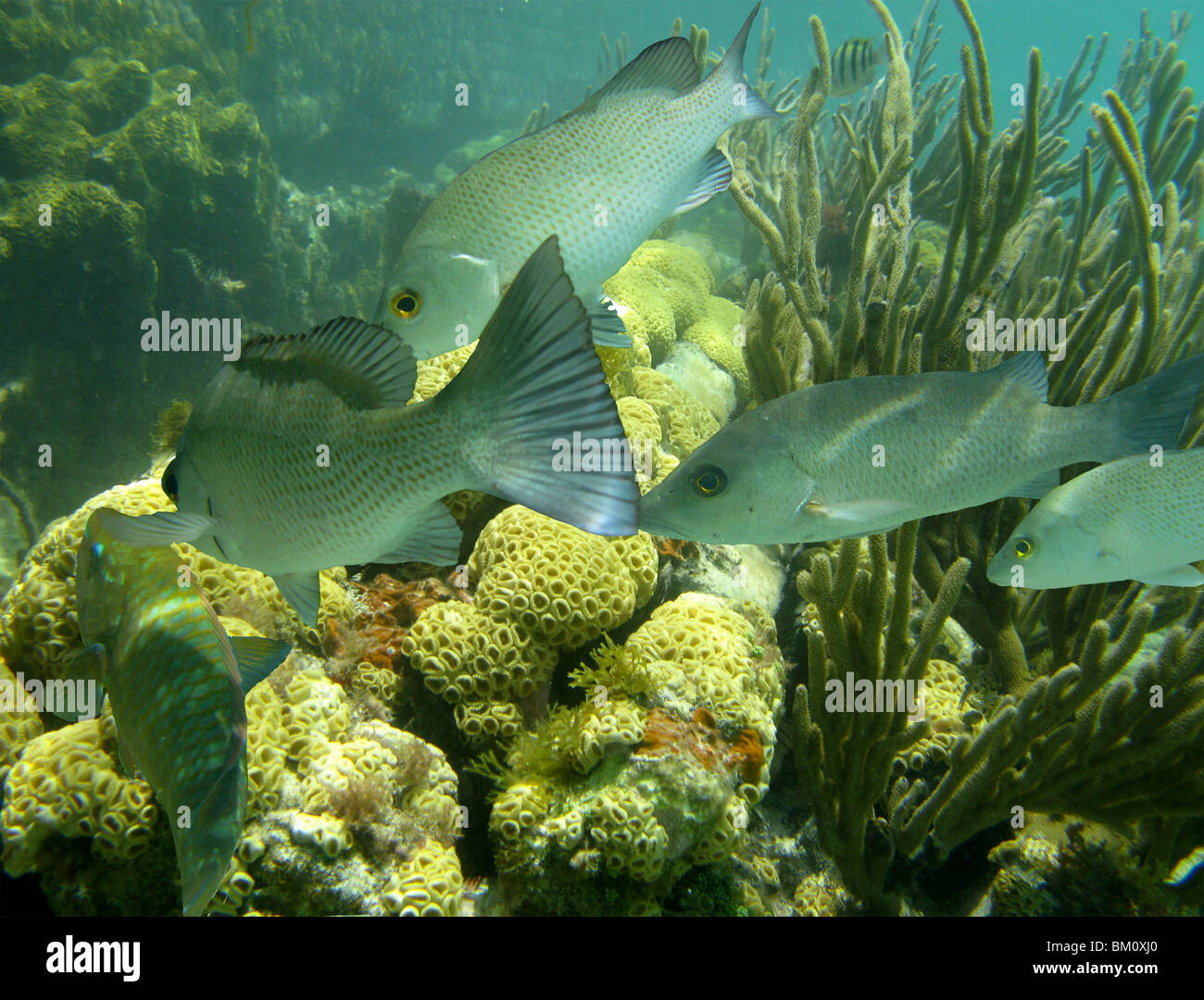 Underwater vicino a Fort Jefferson FL Golfo del Messico Foto Stock