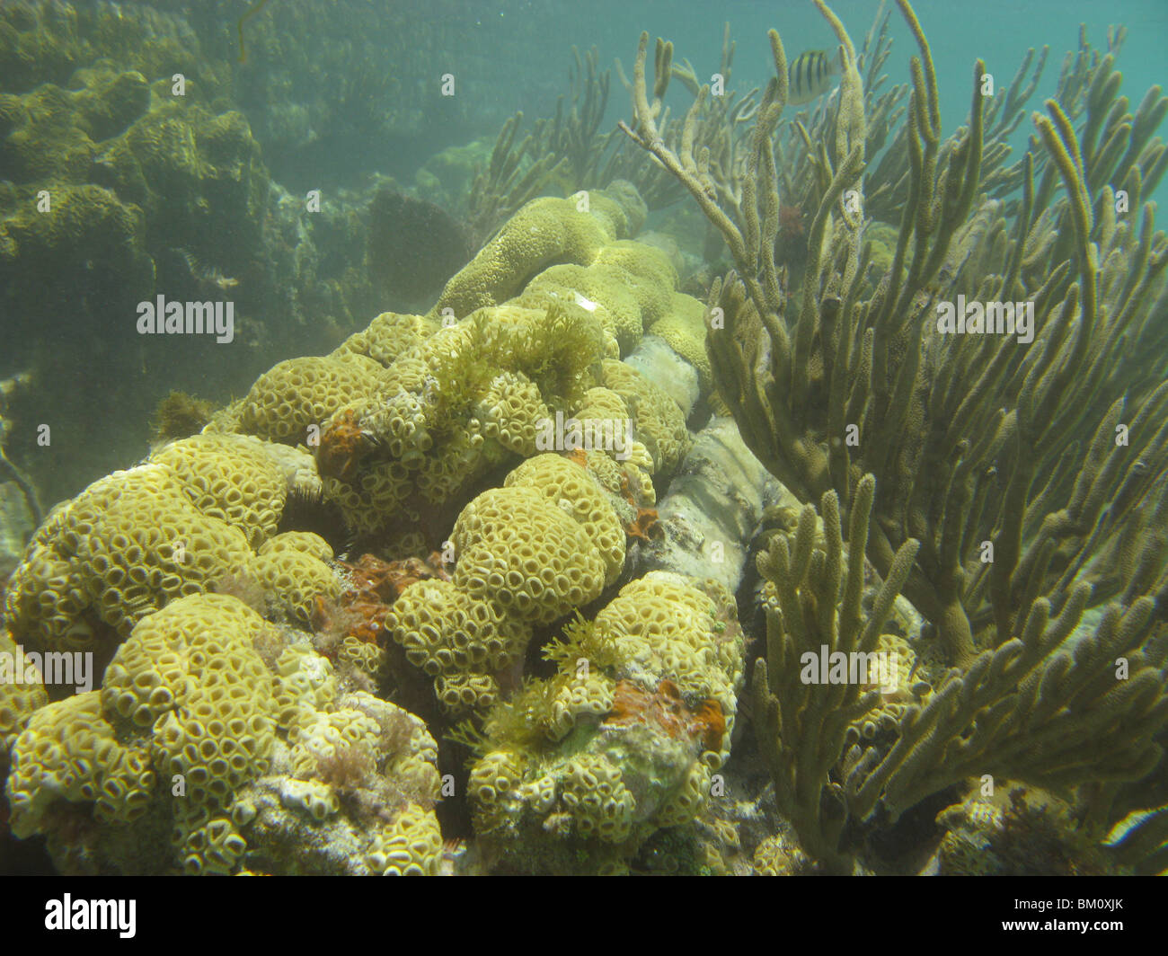 Underwater vicino a Fort Jefferson FL Golfo del Messico Foto Stock