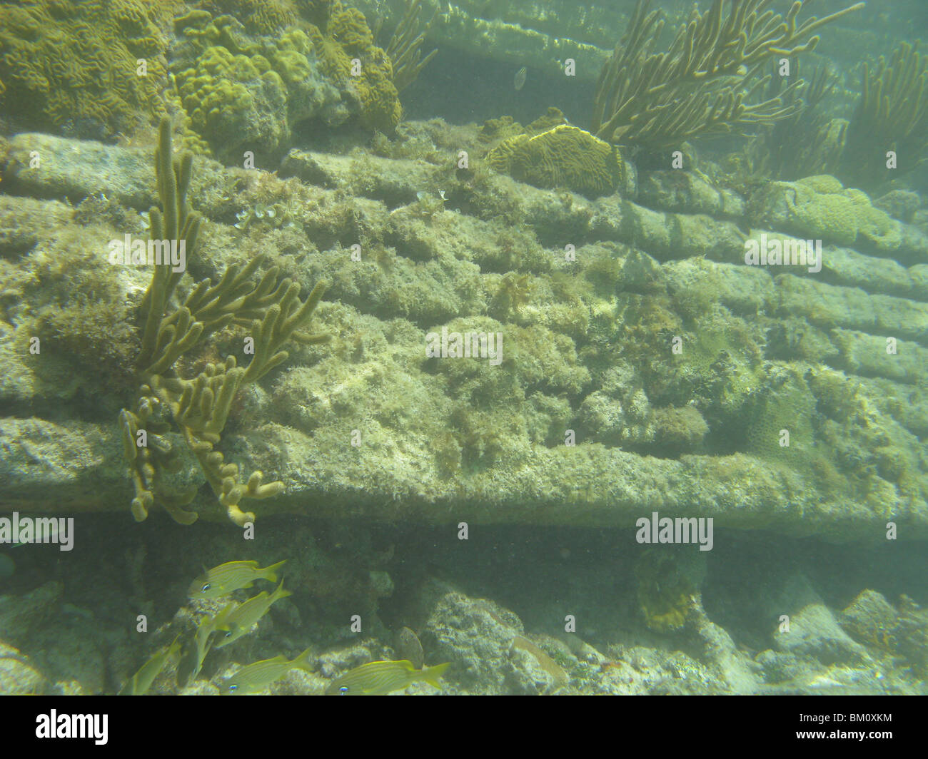 Underwater vicino a Fort Jefferson FL Golfo del Messico Foto Stock