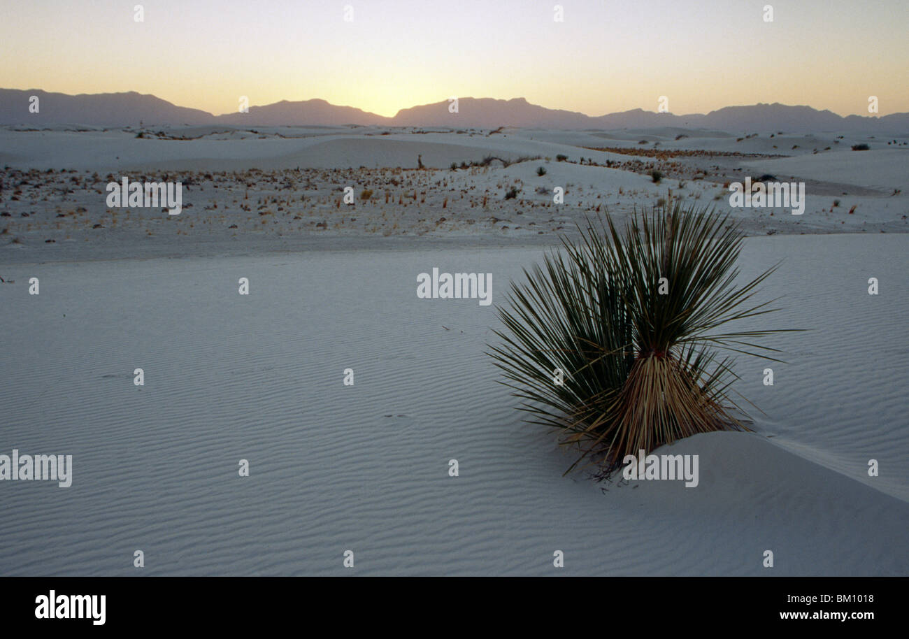 Yucca pianta nel deserto, White Sands National Monument, Nuovo Messico, STATI UNITI D'AMERICA Foto Stock