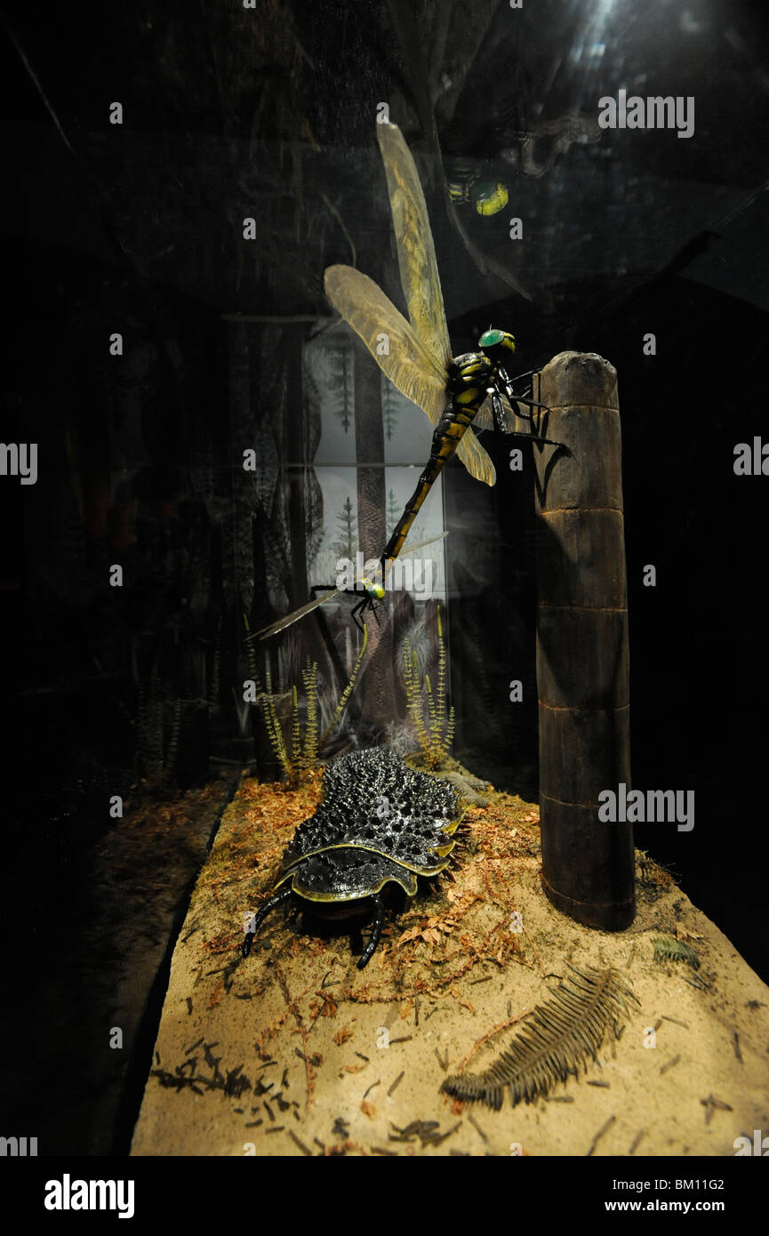 Museo Peabody, Connecticut. Gigante protodonata Meganeuropsis libellula gigante e Arthropleura millepiedi. Periodo carbonifero. Foto Stock