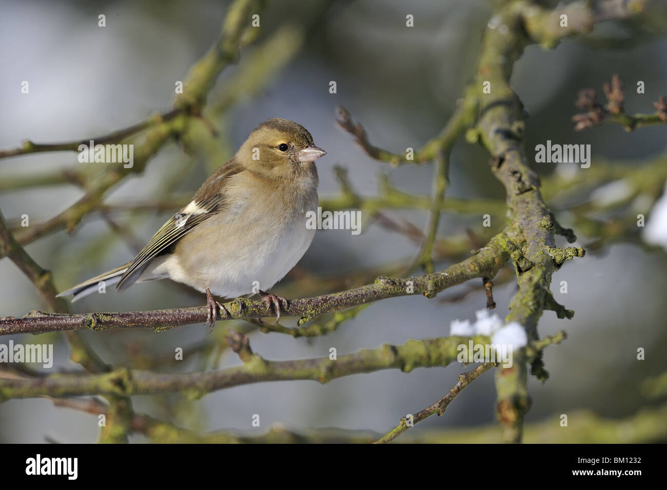 Fringuello femmina appollaiato in un albero in inverno Foto Stock