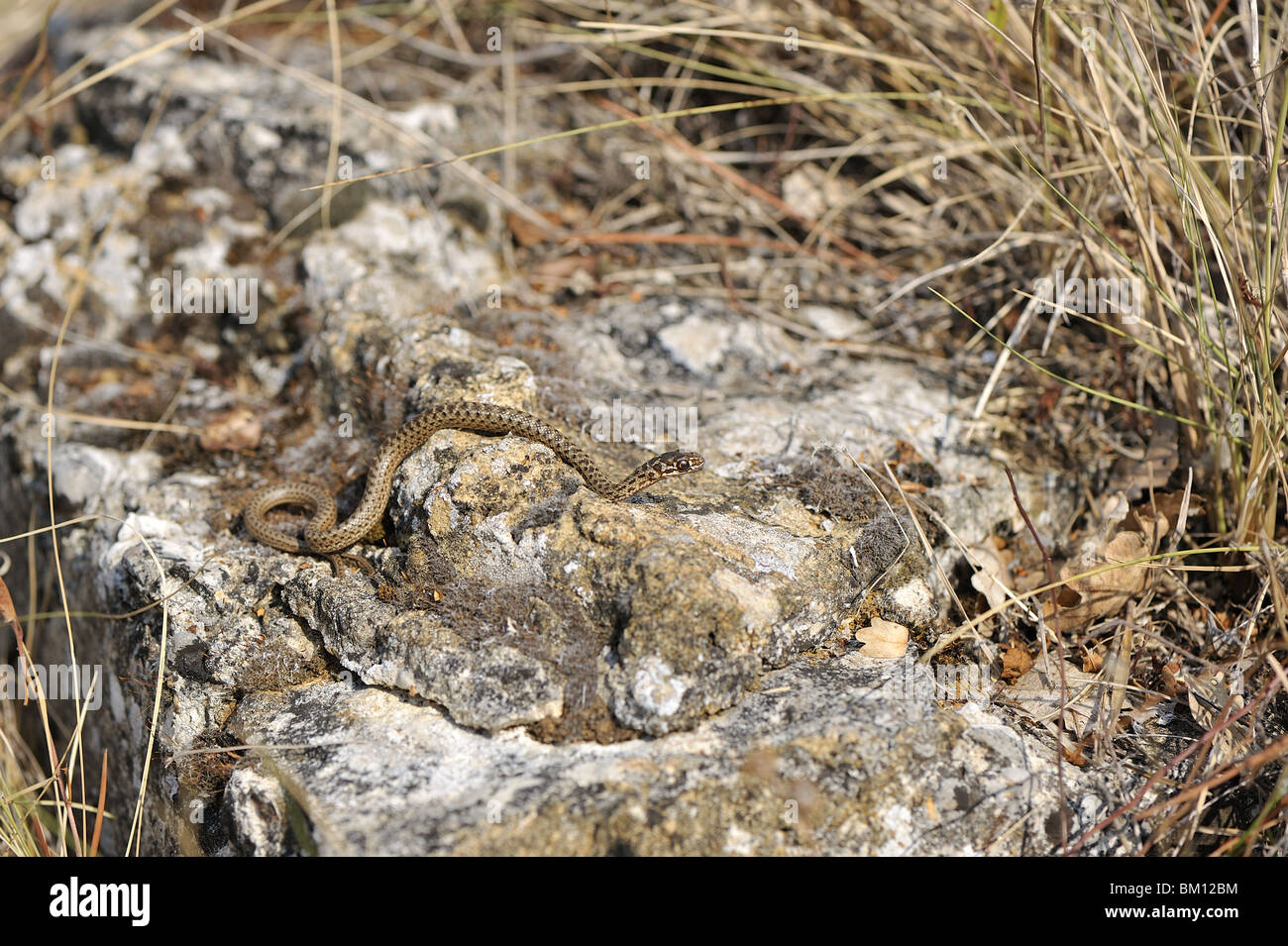 Neonato Montpellier snake strisciando su una roccia Foto Stock