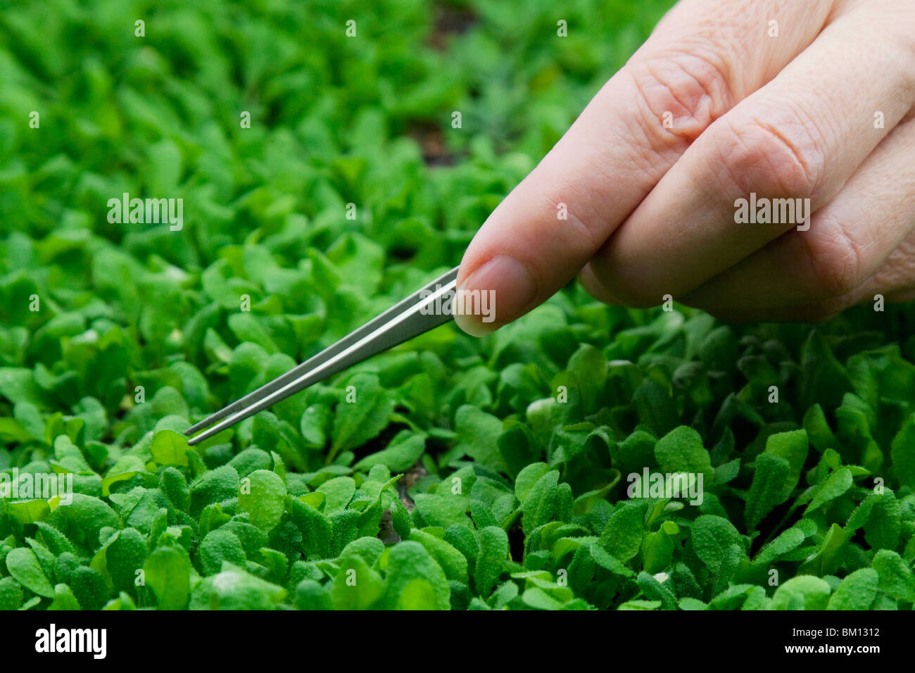 Donna scienziato ricerca su impianti in un laboratorio Foto Stock