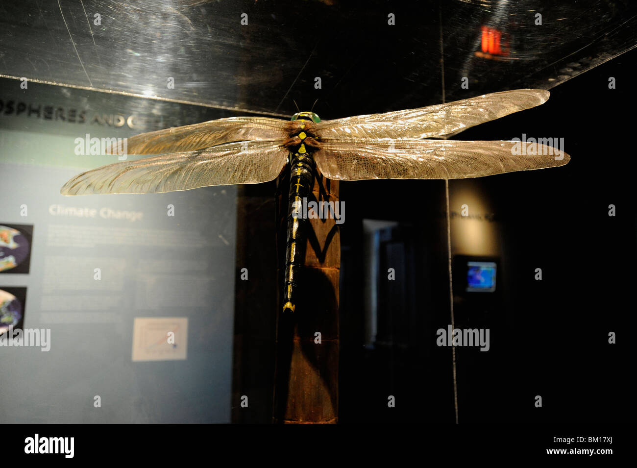 Peabody Museum, New Haven, Connecticut. La libellula gigante Meganeuropsis del periodo carbonifero è il più grande fossile di insetti mai trovato. Foto Stock