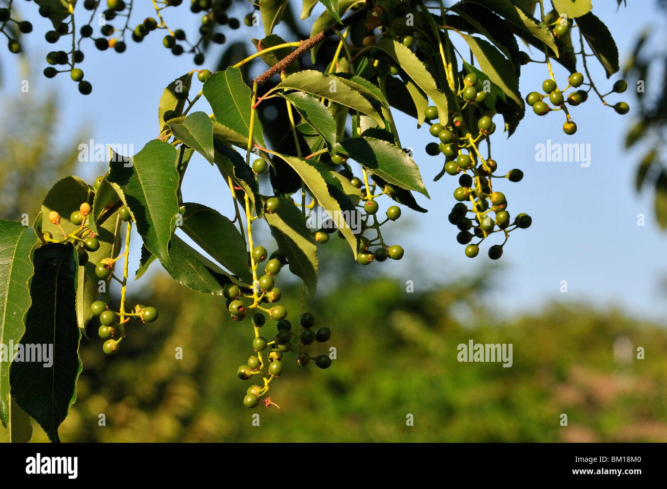 Prunus serotina, Amarena frutto Foto Stock
