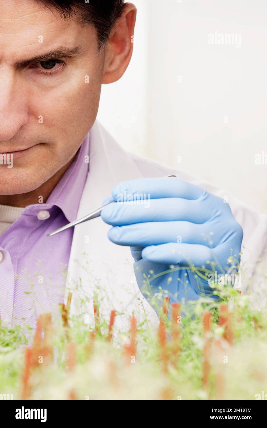 Scienziato ricerca su impianti in un laboratorio Foto Stock