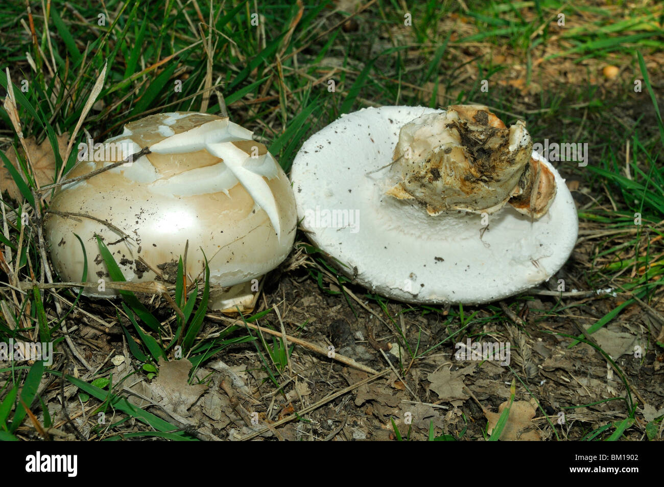 Amanita ovoidea europea uovo bianco Foto Stock