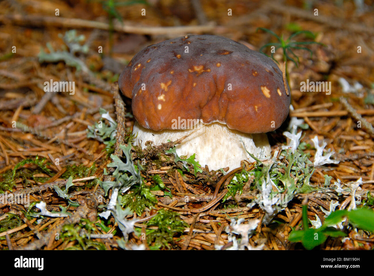 Porcino rosso immagini e fotografie stock ad alta risoluzione Alamy
