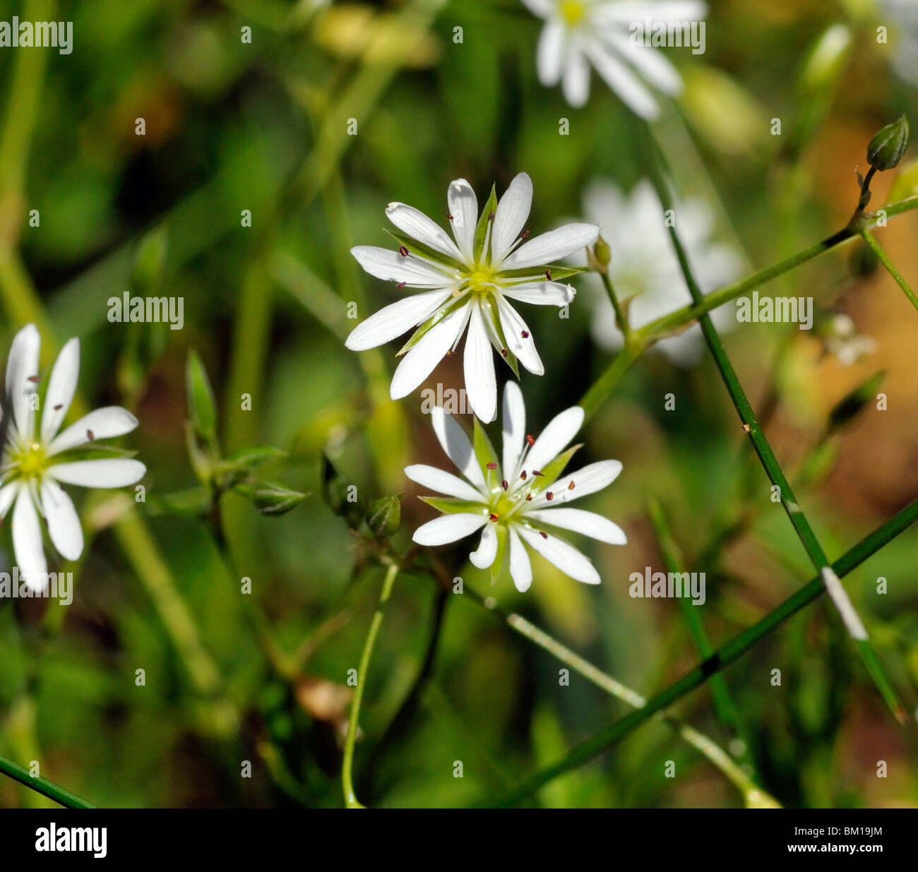 Stellaria graminea, grasslike starwort o lesser stitchwort Foto Stock