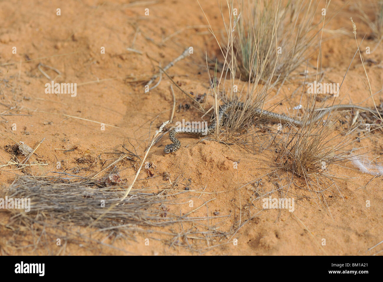 Neonato Montpellier snake strisciando sulla sabbia Foto Stock