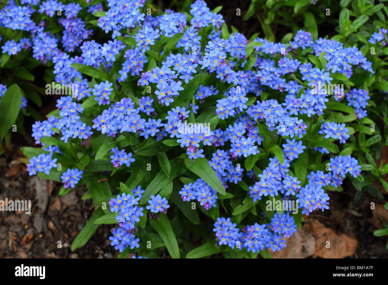 Dimenticare-me-non molla blu fioriture dei fiori Myosotis sylvatica Foto Stock