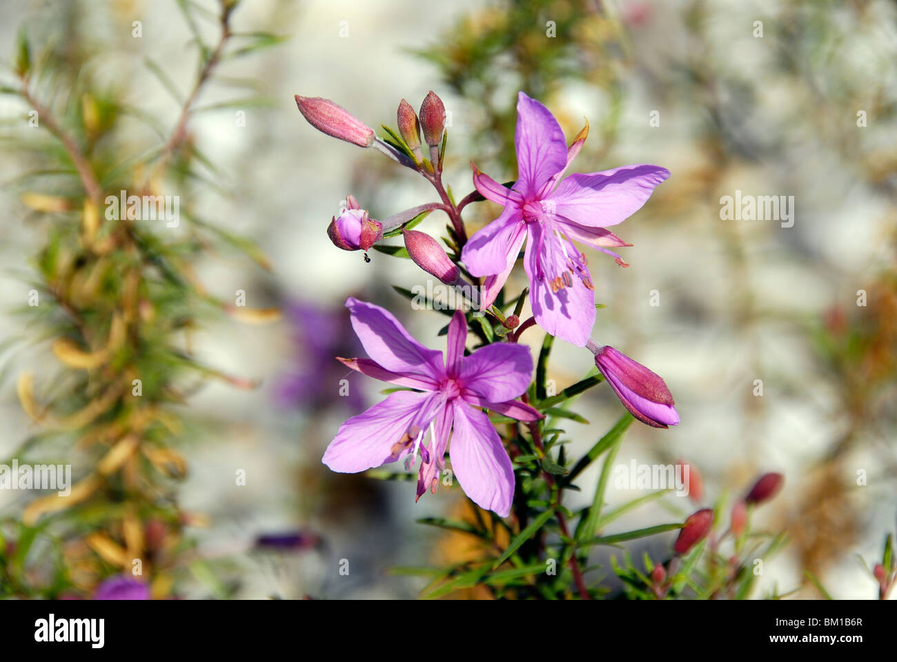 Epilobium dodonaei Foto Stock