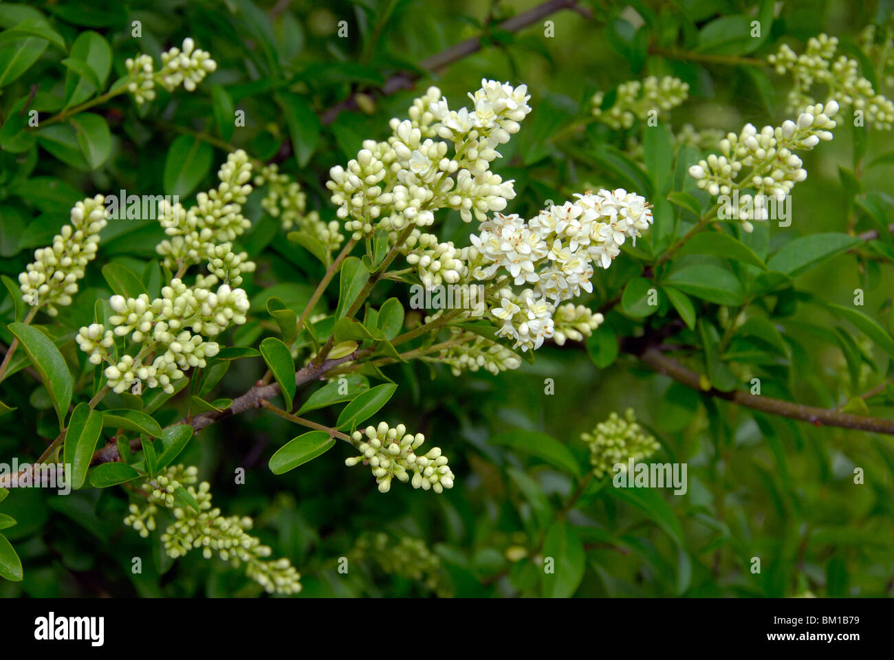 Ligustrum vulgare, Ligustro selvatico Foto Stock