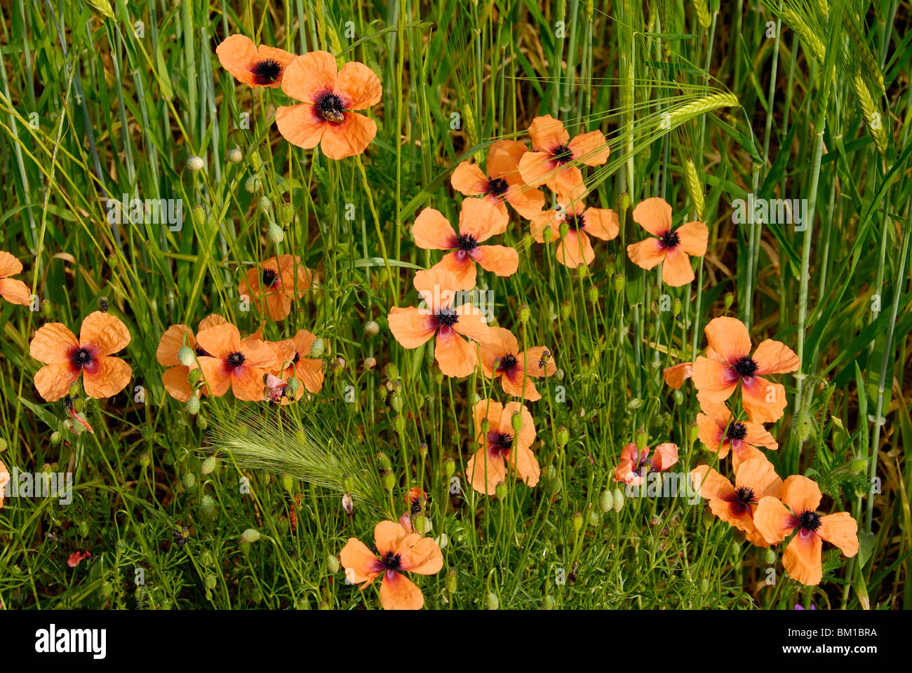 Papaver dubium, lunga con testa di papavero, Blindeyes Foto Stock