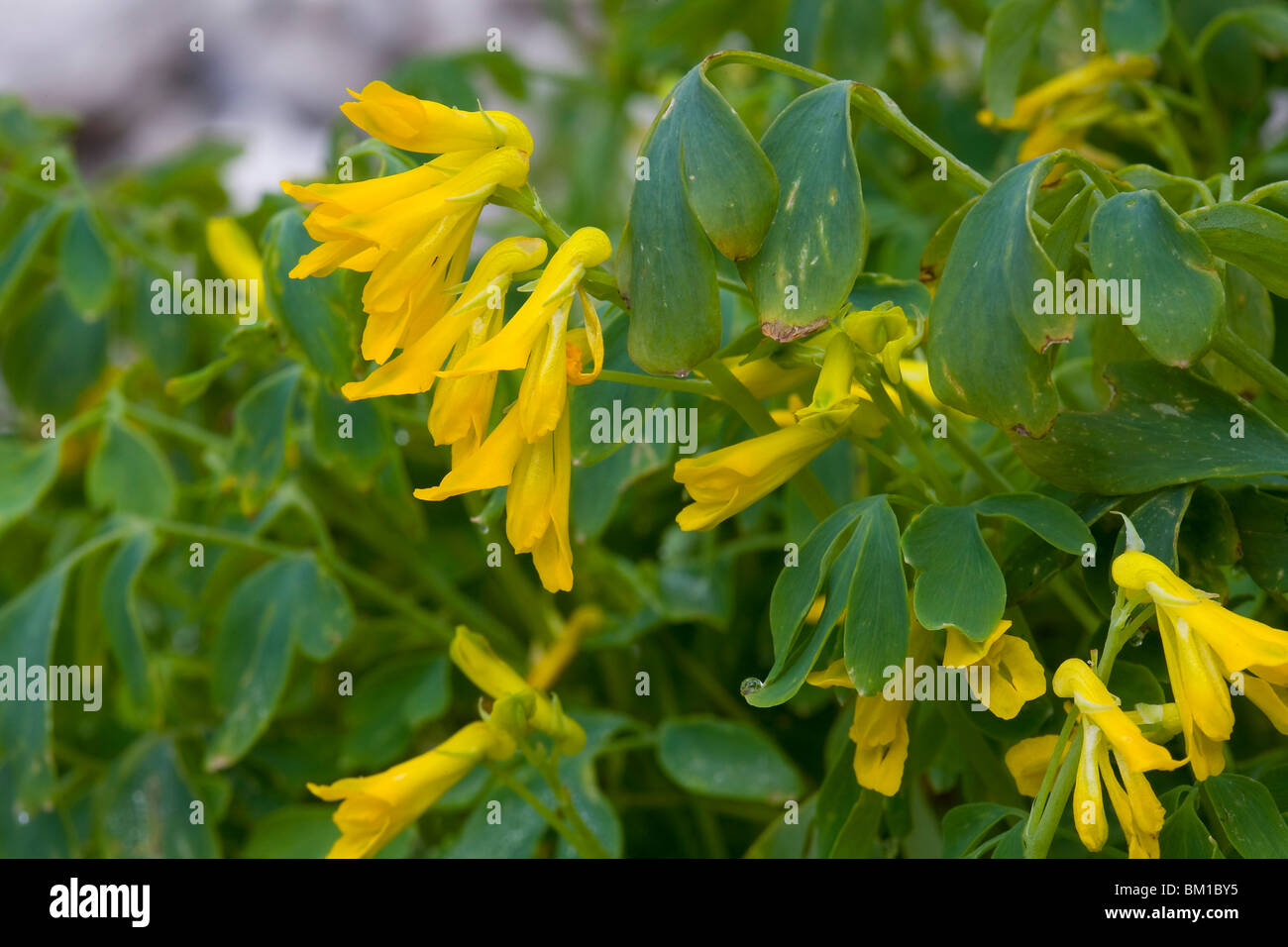 Corydalis lutea, colombina gialla Foto Stock