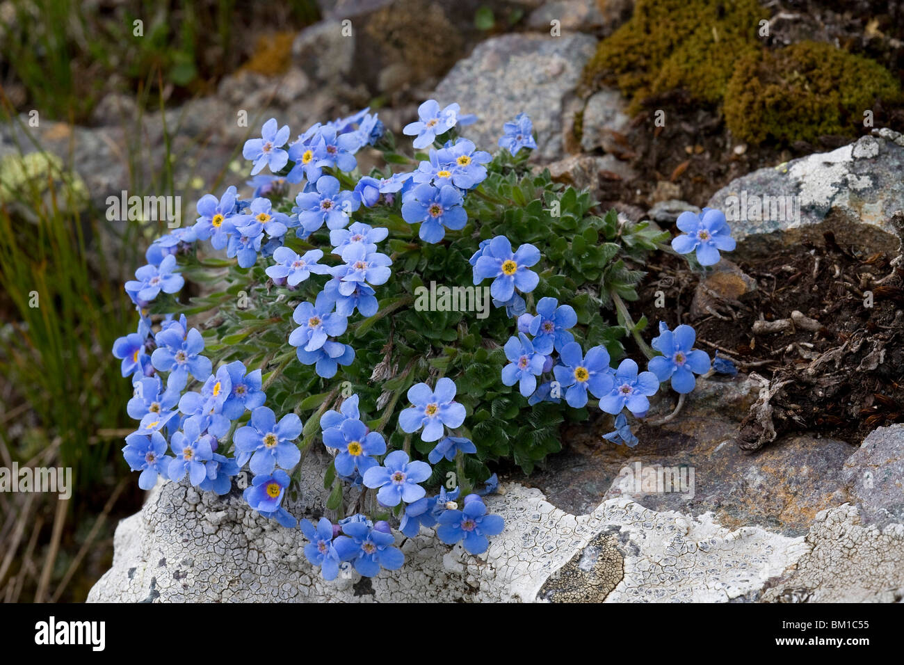 Eritrichium nanum, alpino "non ti scordar di me" Foto Stock