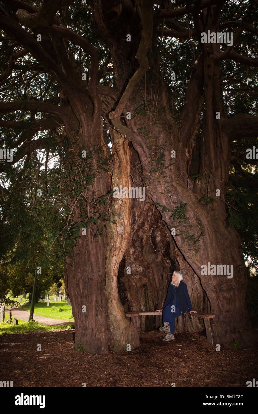 Regno Unito, Inghilterra, Herefordshire, molto Marcle, San Bartolomeo del sagrato, donna seduto sul sedile all'interno della vecchia cava di yew tree Foto Stock