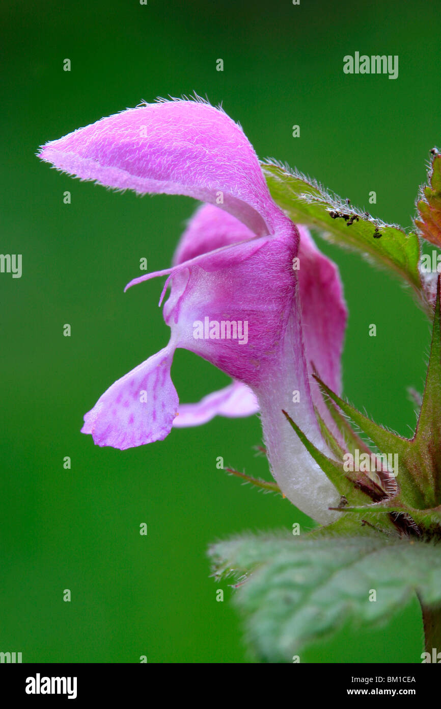 Lamium maculatum, pezzata dead ortica, falsa ortica macchiata Foto Stock