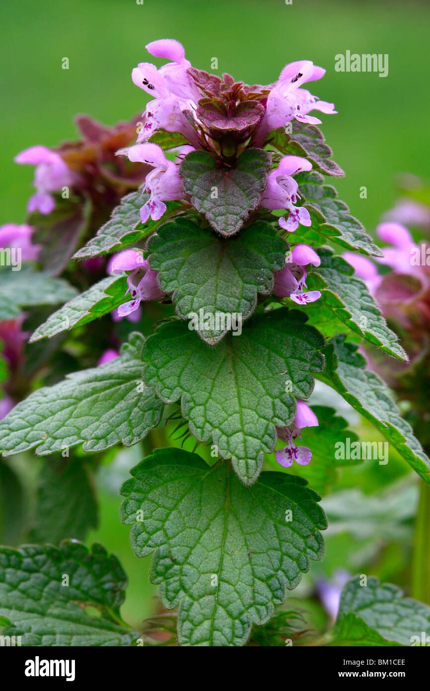 Lamium purpureum, red dead ortica, falsa ortica rossa Foto Stock