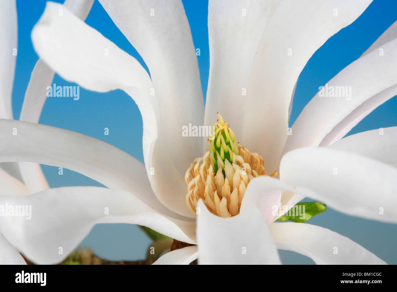 Magnolia stellata, star magnolia Foto Stock