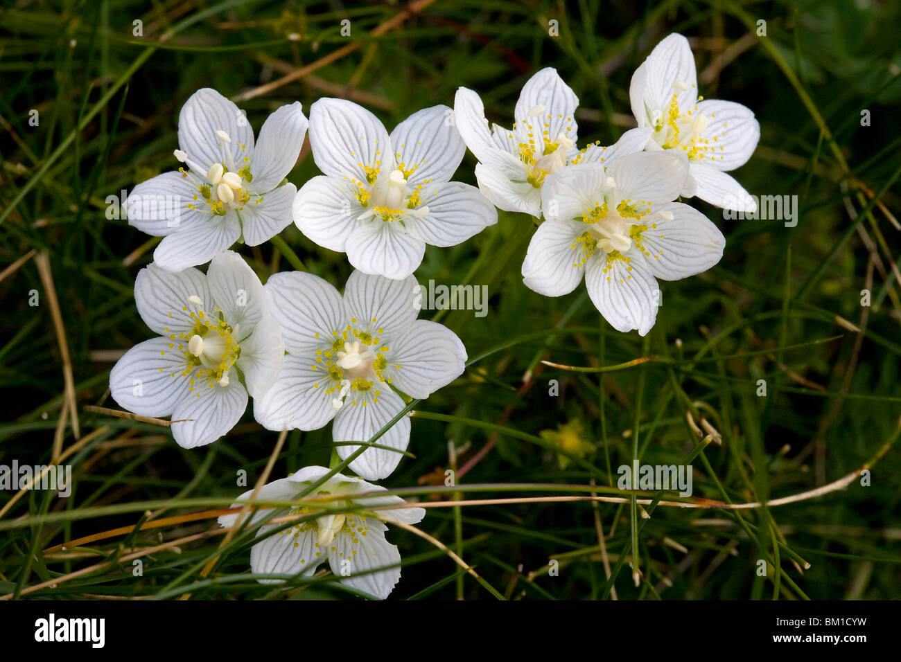 Parnassia palustris, bog star, parnassia Foto Stock