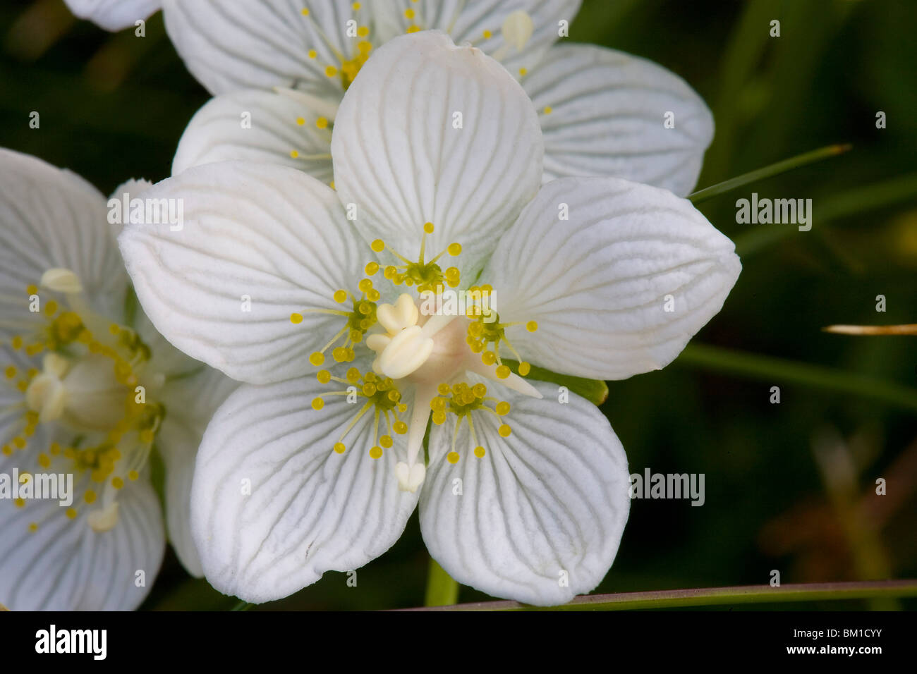 Parnassia palustris, bog star, parnassia Foto Stock