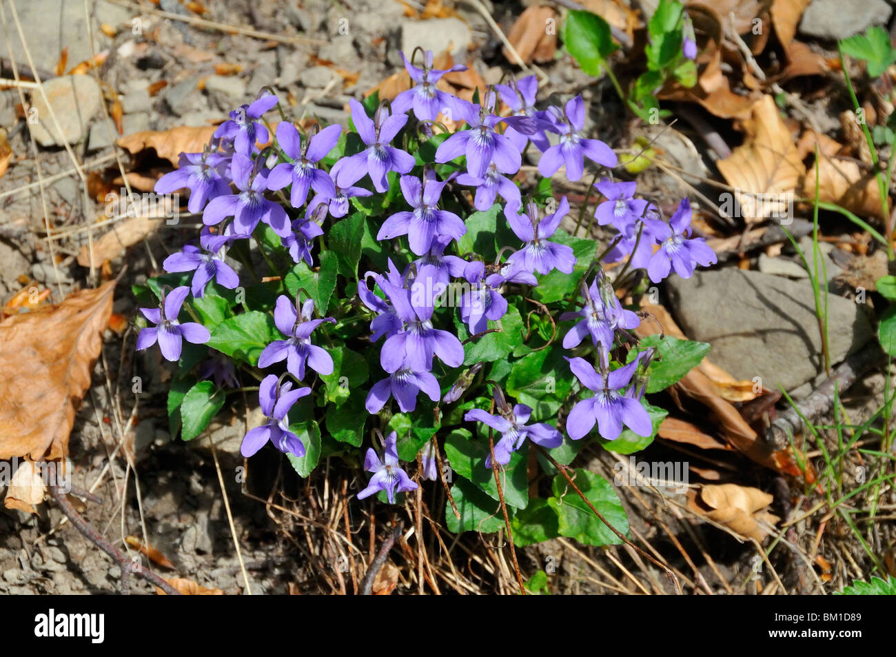 Viola riviniana Foto Stock
