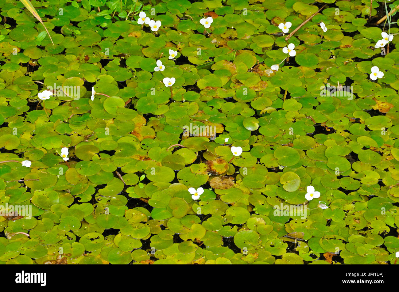 Hydrocharis morsus-ranae, Frogbit Foto Stock