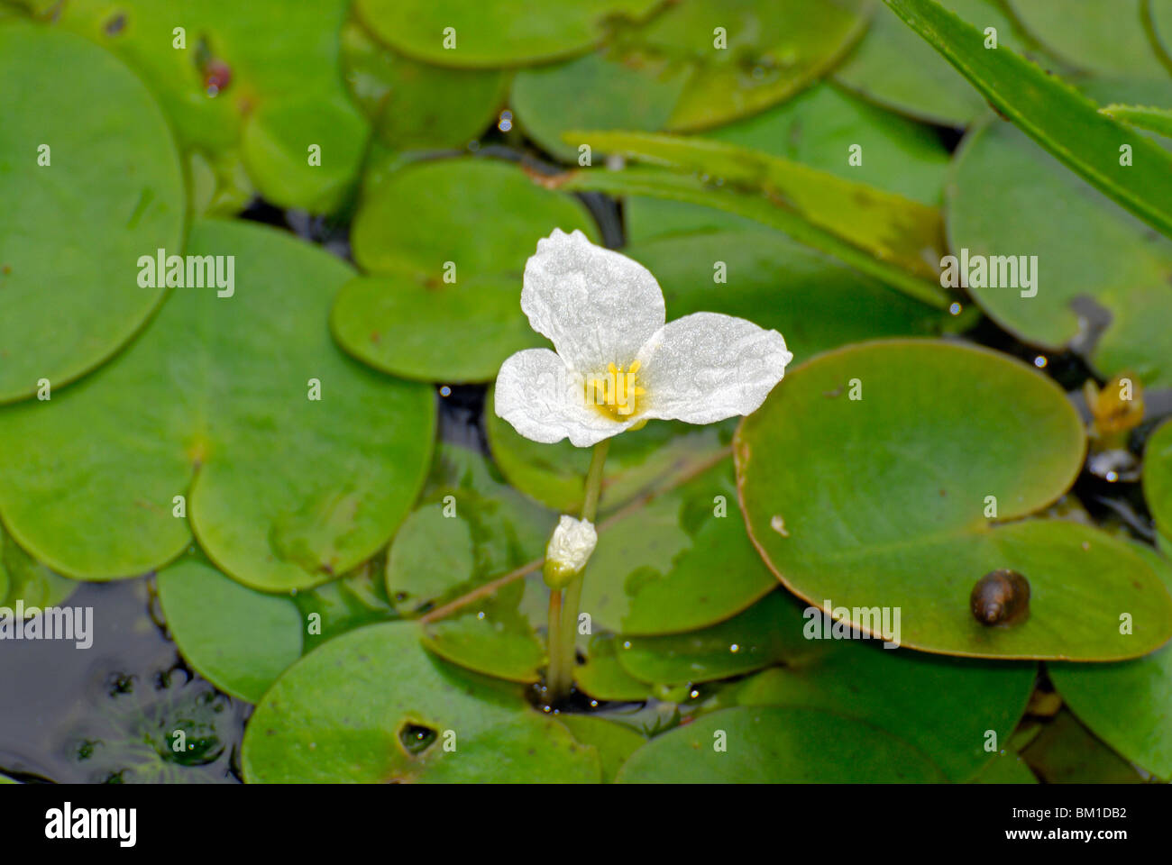 Hydrocharis morsus-ranae, Frogbit Foto Stock