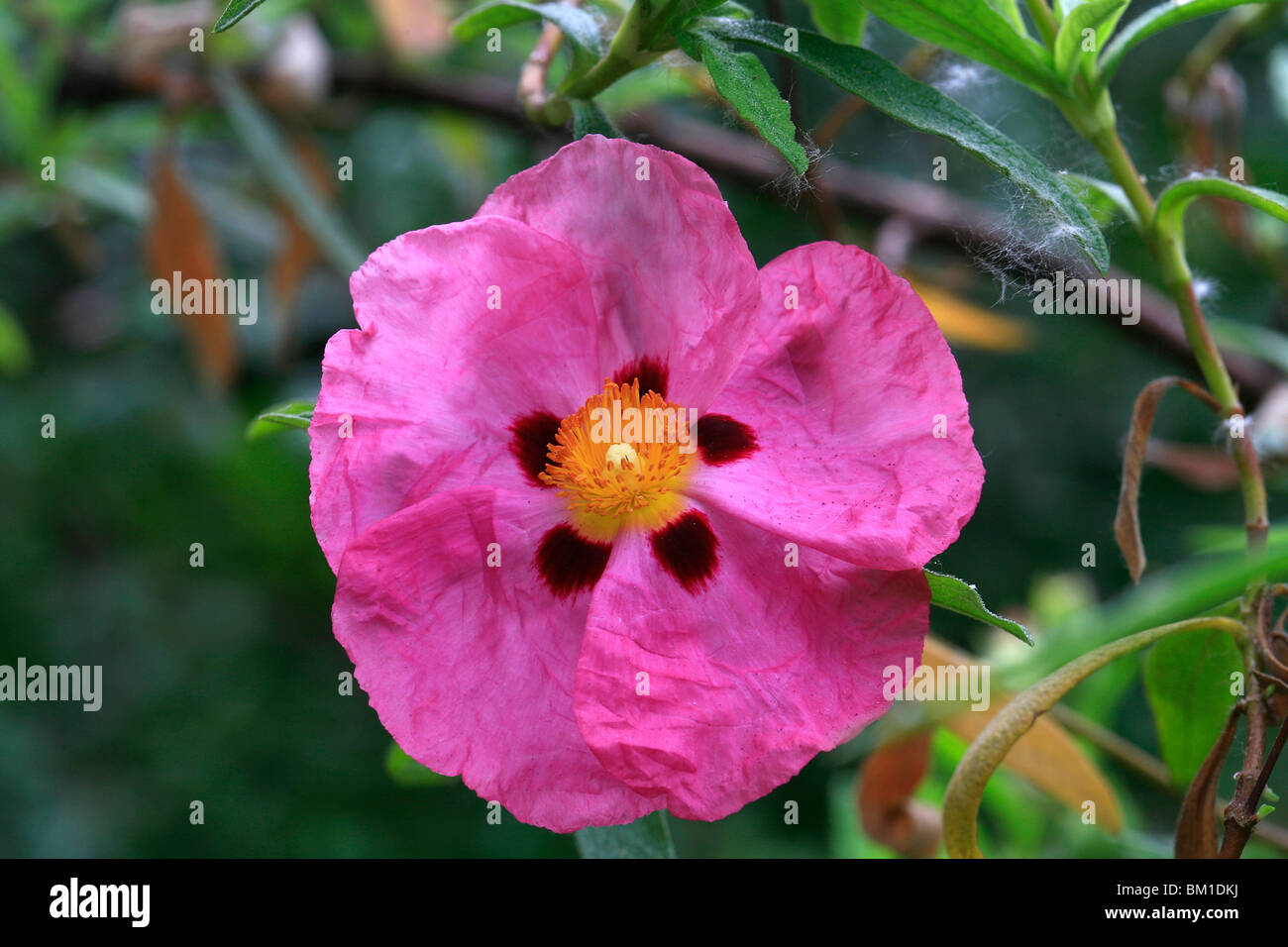 Cistus x purpureus 'brillantezza', rock rose, cisto Foto Stock