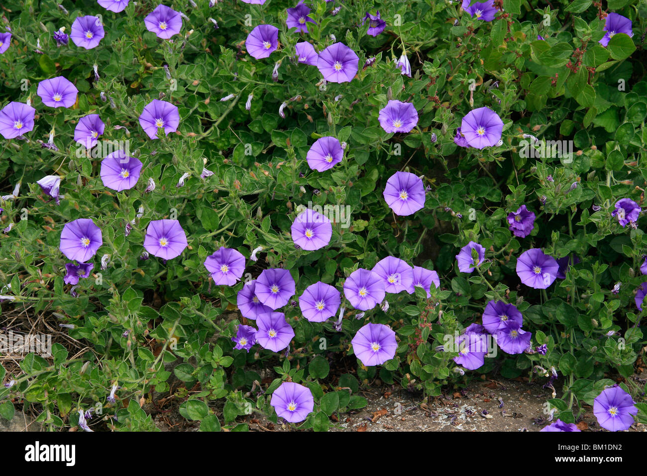 Convolvulus sabatius (C. mauritanicus), massa gloria di mattina, convolvolo Foto Stock