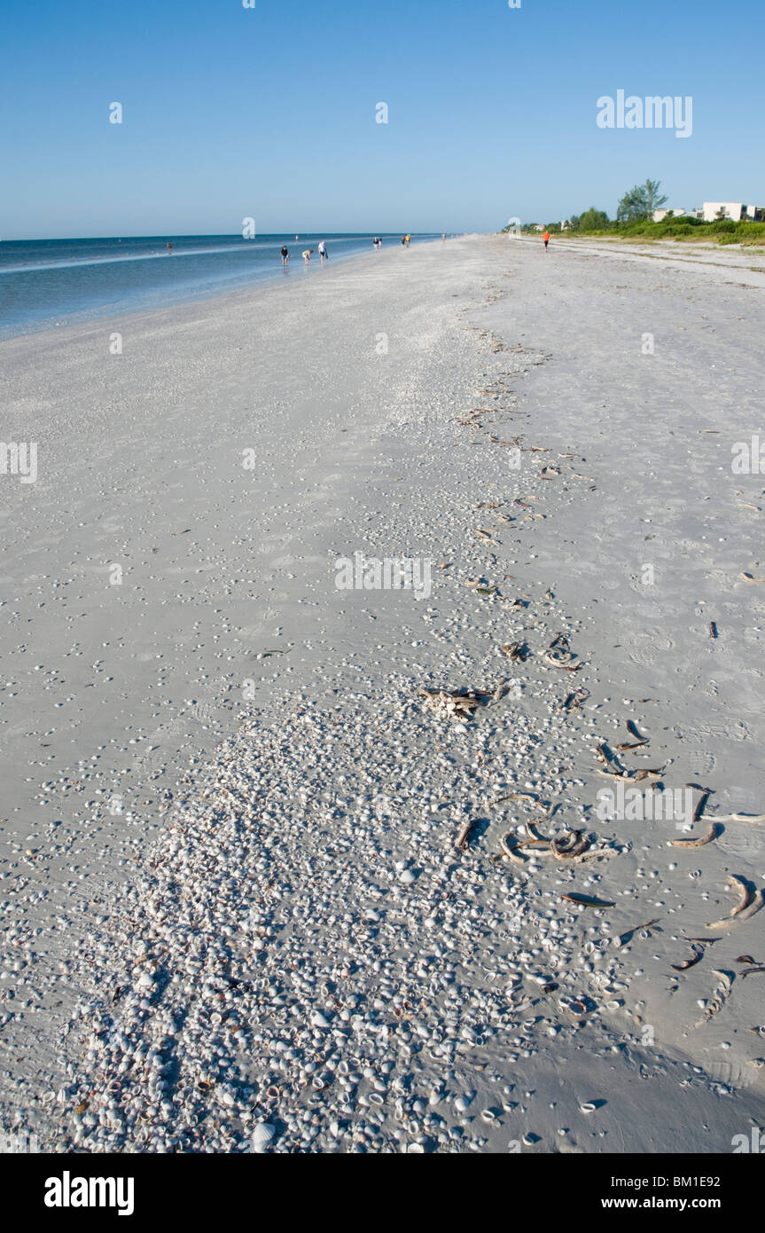 Spiaggia coperta con conchiglie di Sanibel Island, costa del Golfo della Florida, Stati Uniti d'America, America del Nord Foto Stock