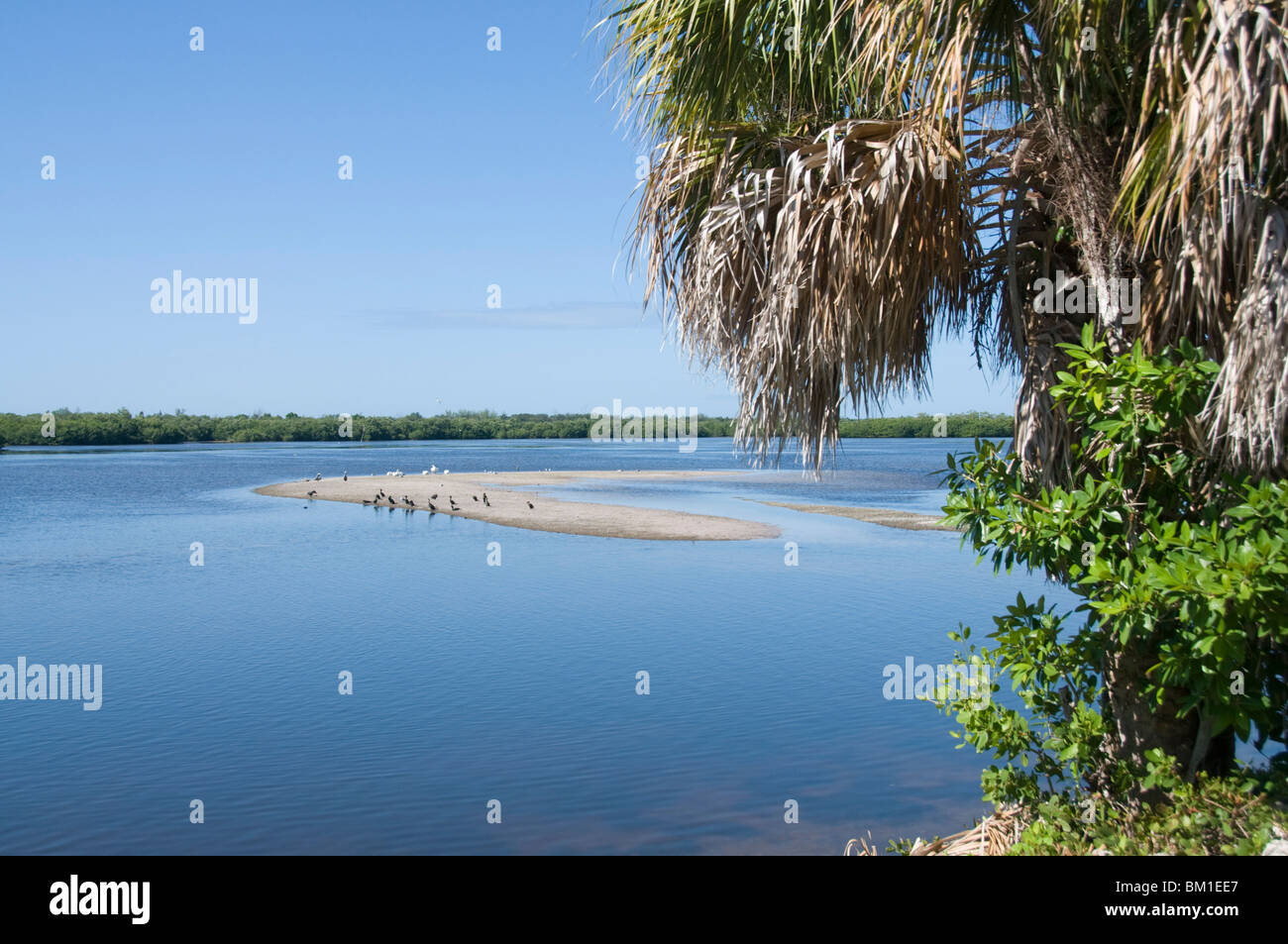 J.N. "Ing" Darling riserva faunistica, Sanibel Island, costa del Golfo della Florida, Stati Uniti d'America, America del Nord Foto Stock