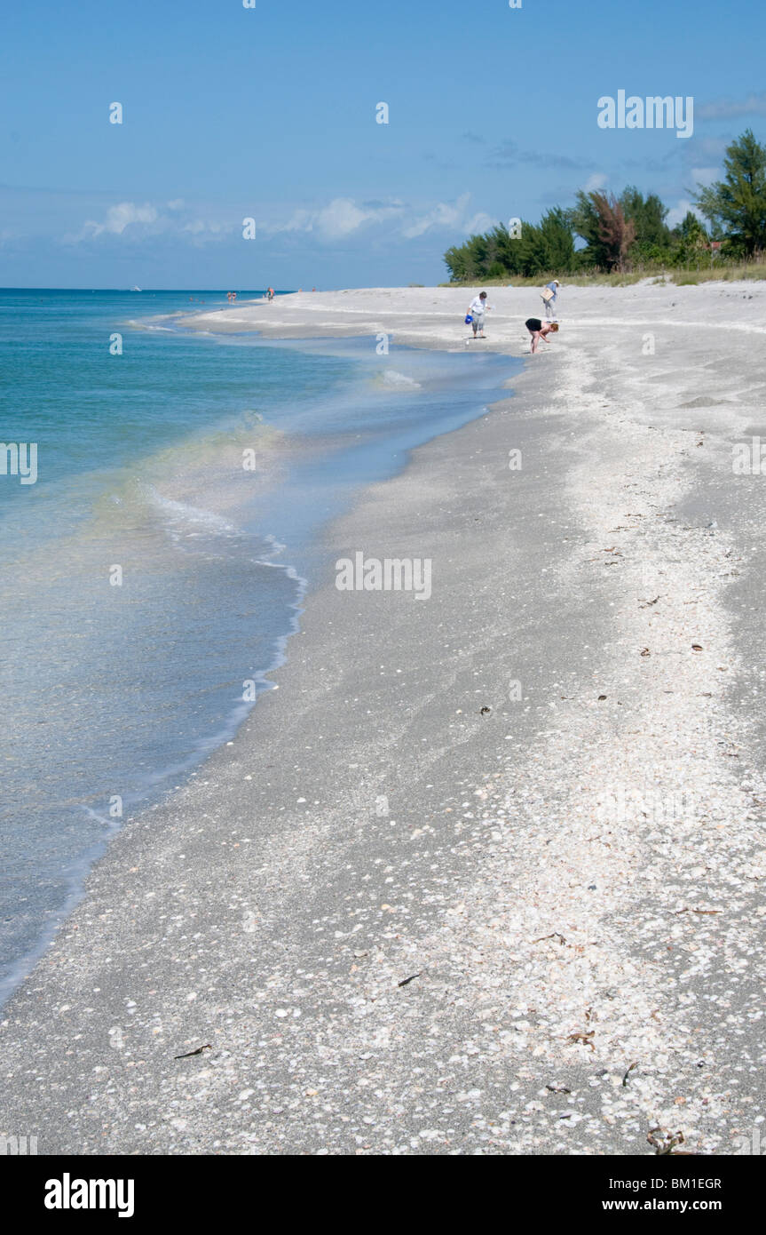 Spiaggia coperta di conchiglie, Captiva Island, costa del Golfo della Florida, Stati Uniti d'America, America del Nord Foto Stock