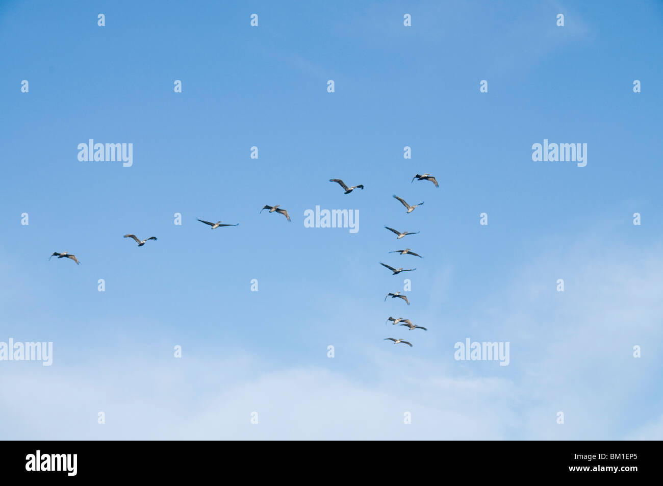 Pellicani in volo, Sanibel Island, costa del Golfo della Florida, Stati Uniti d'America, America del Nord Foto Stock