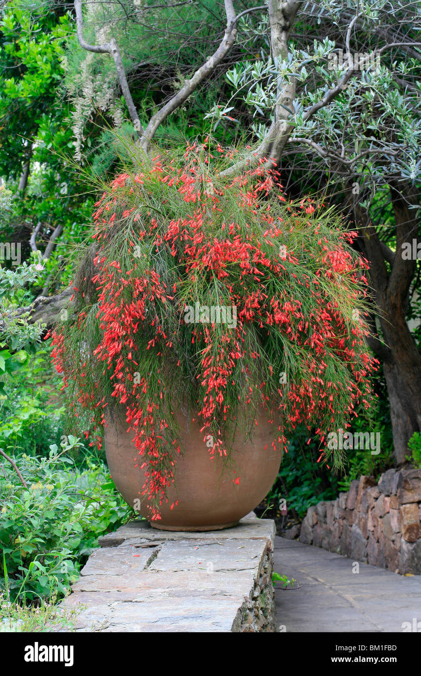 Russelia equisetiformis, coral pianta in vaso Foto stock - Alamy