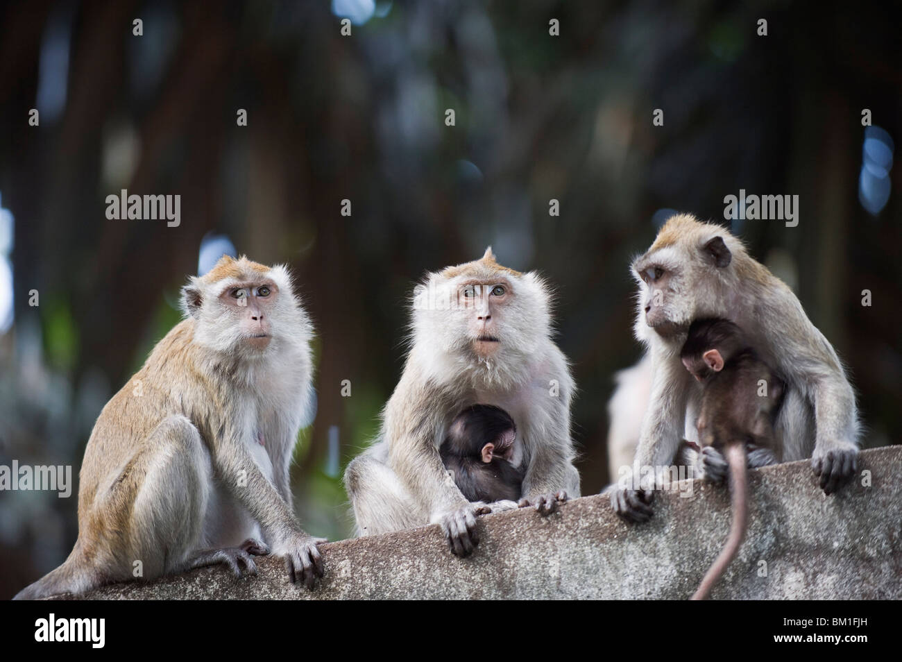 Scimmie macaco in Lake Gardens, Kuala Lumpur, Malesia, Asia sud-orientale, Asia Foto Stock