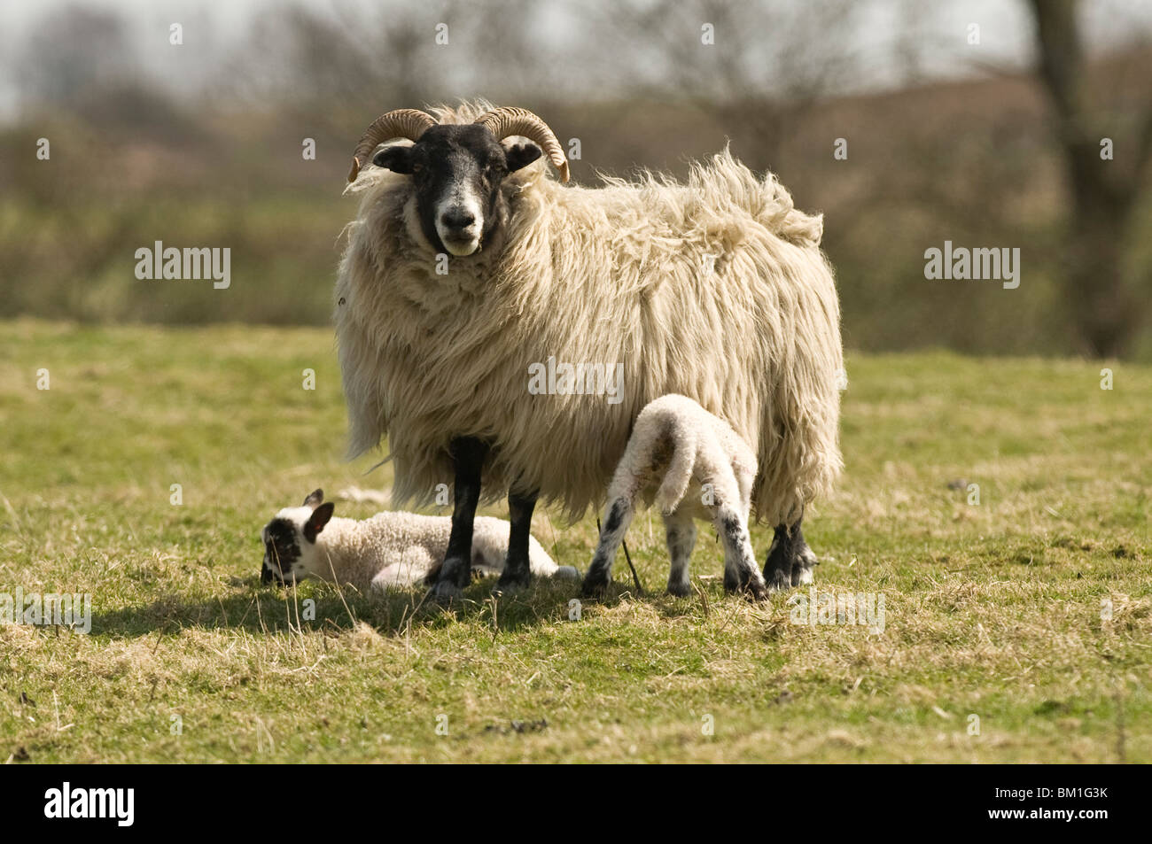Allevamento di pecore fattoria di campagna agnelli di seminativi Figliando giovane carino cornuto Scozia Dumfries & Galloway Agricoltura Foto Stock