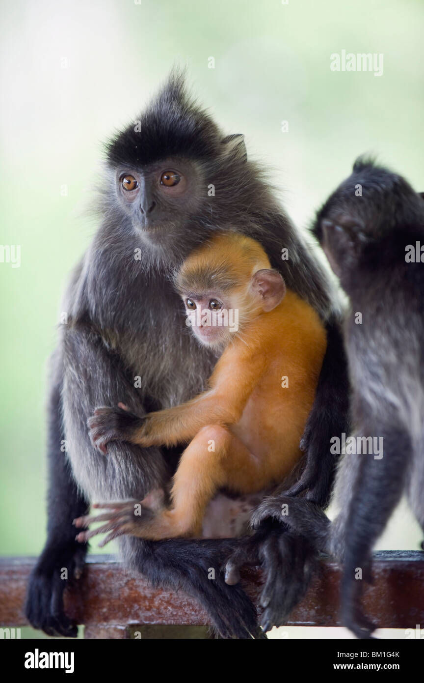 Foglia Argento Langur monkey, Labuk Bay proboscide Monkey Santuario, Sabah Borneo, Malaysia, Asia sud-orientale, Asia Foto Stock