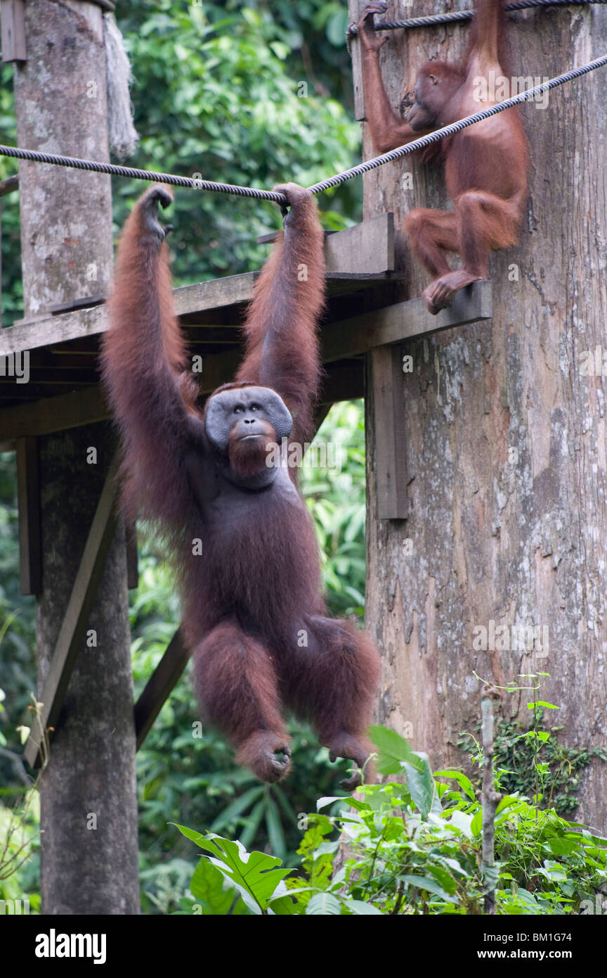Cid, selvaggio degli Oranghi a Sepilok Orang Utan Centro di riabilitazione, Borneo, Malaysia, Asia sud-orientale, Asia Foto Stock
