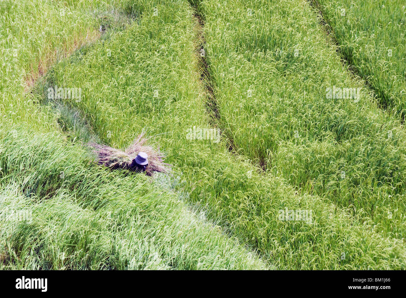 Donna che lavorano in un campo di riso, Punakha, Bhutan, Asia Foto Stock